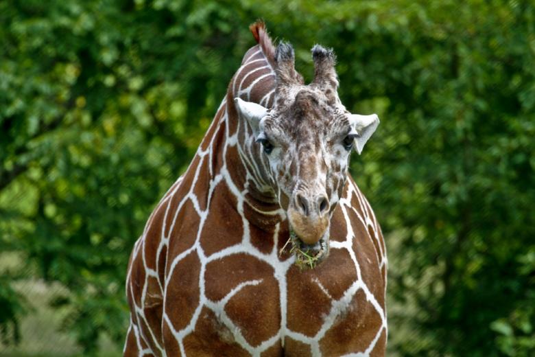 Free stock image of Wild Giraffe created by Pixabay