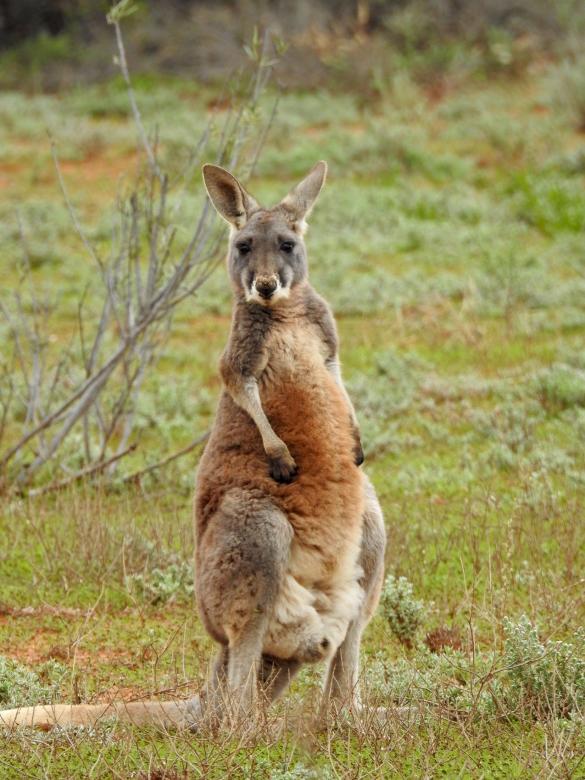 Free stock image of Wild Kangaroo created by Pixabay
