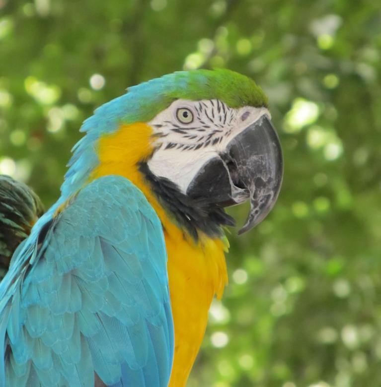 Free stock image of Macaw Bird created by Pixabay