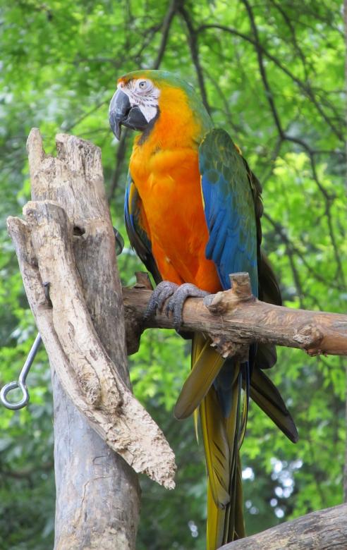Free stock image of Macaw Bird created by Pixabay
