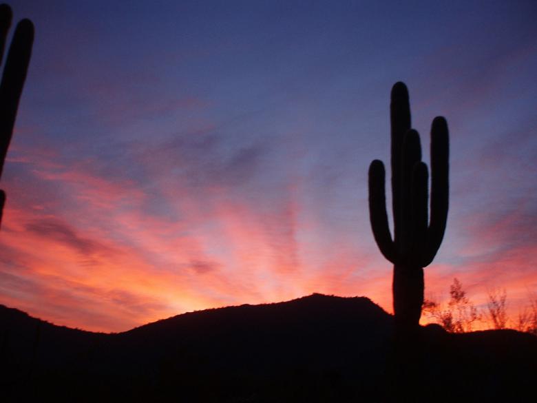 Free stock image of Saguaro Cactus created by Pixabay