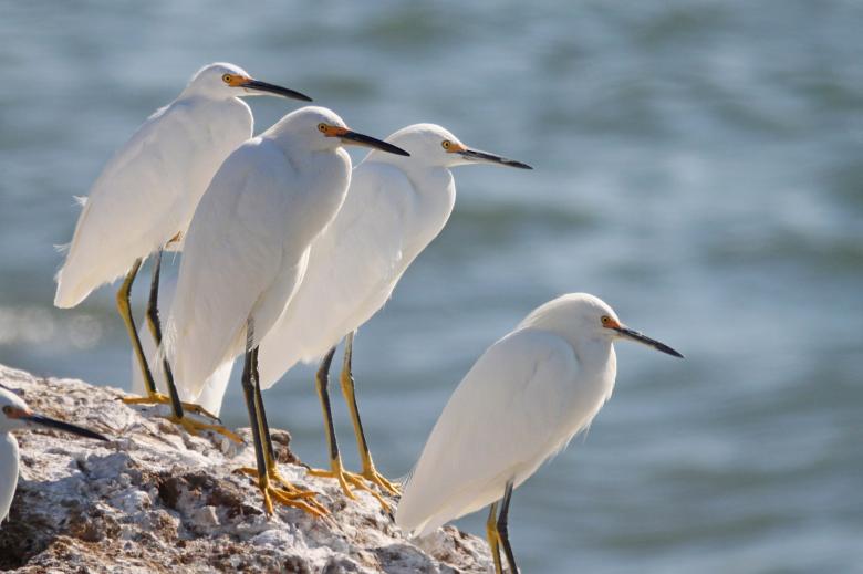 Free stock image of Snowy Egrets created by Pixabay