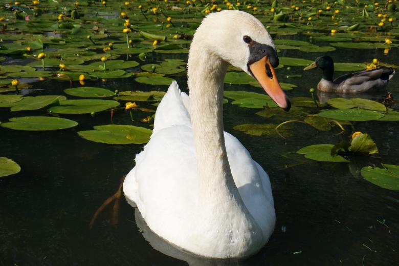 Free stock image of Swan in the River created by Pixabay