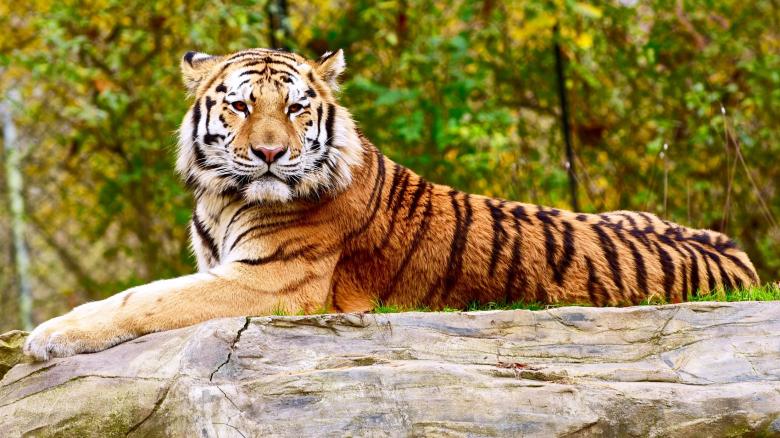 Free stock image of Bengal Tiger created by Pixabay