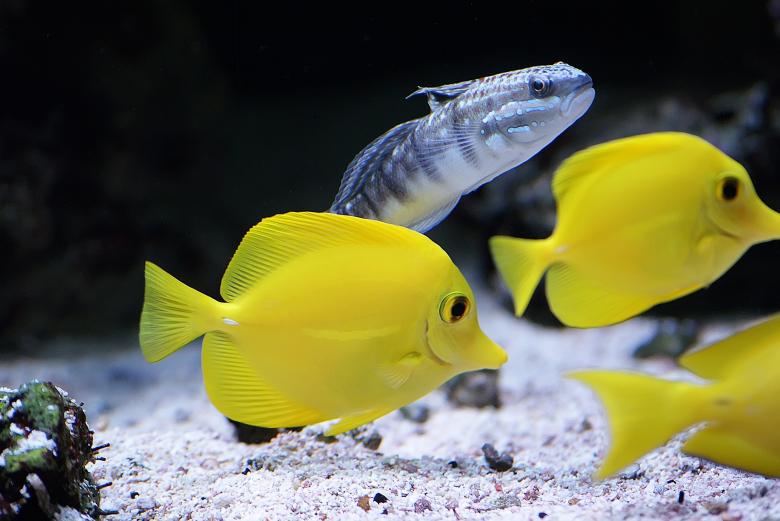 Free stock image of Tropical Fish created by Pixabay