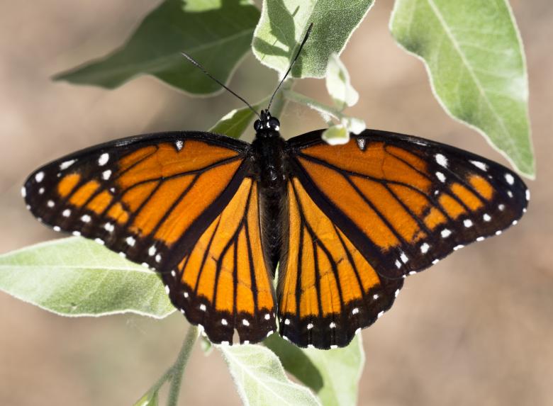 Free stock image of Viceroy Butterfly created by Pixabay