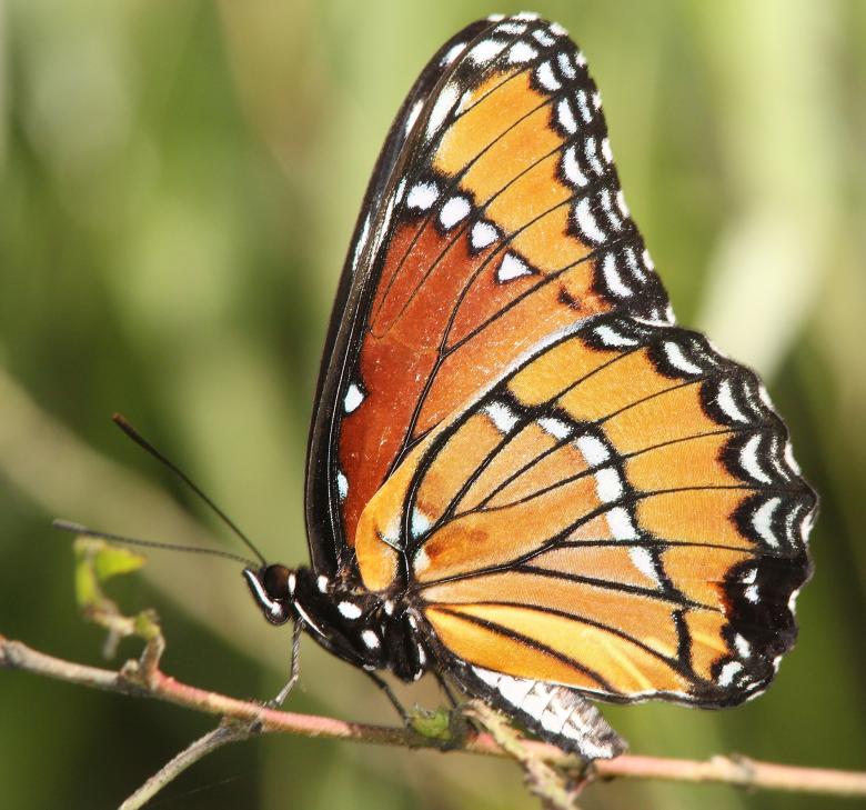 Free stock image of Viceroy Butterfly created by Pixabay
