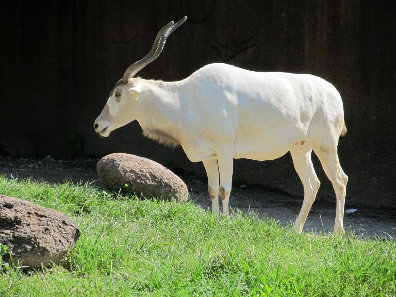 Free stock image of White Addax created by Pixabay