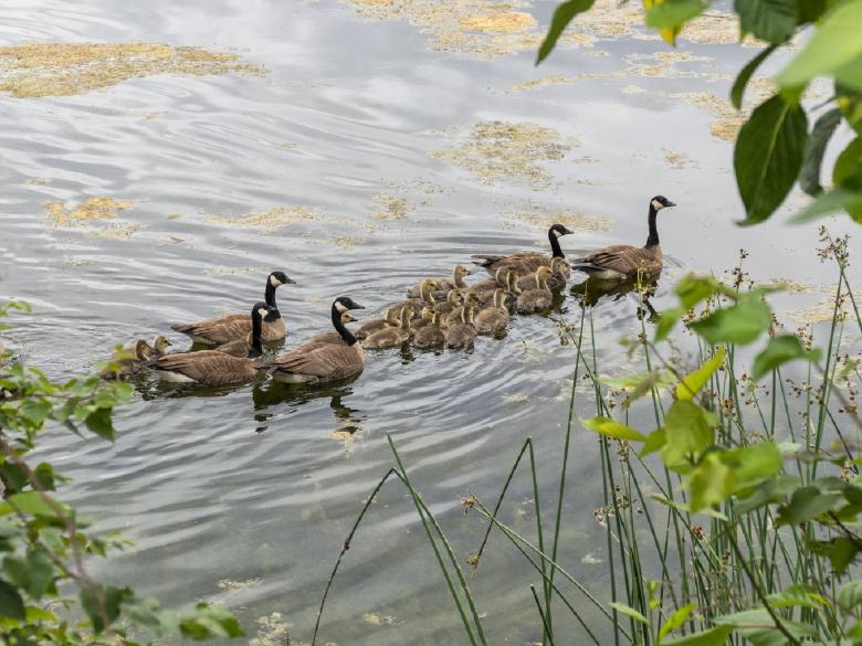 Free stock image of Canadian Geese created by Pixabay