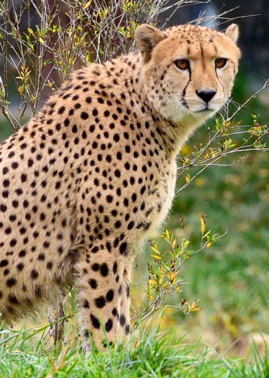Free stock image of Wild Cheetah created by Pixabay