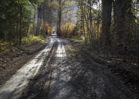 Free Stock Photo of Route through the Woods