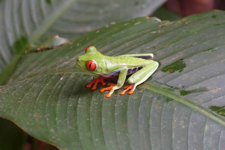Free stock image of Frog on the Leave created by Pixabay