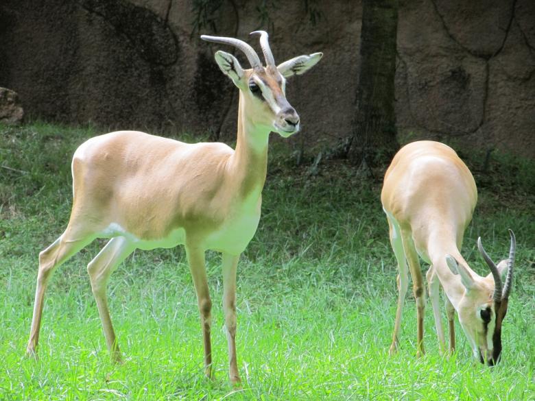 Free stock image of Wild Gazelles created by Pixabay