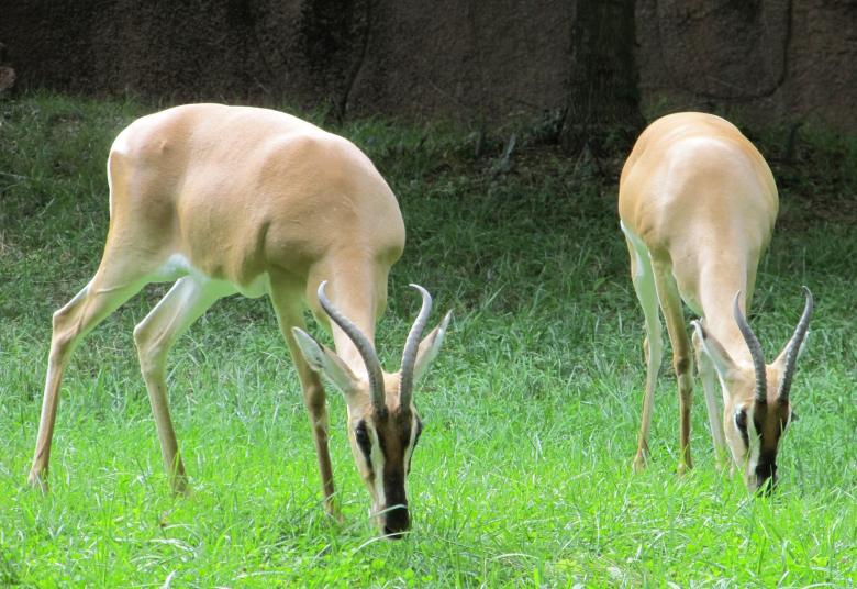Free stock image of Wild Gazelles created by Pixabay