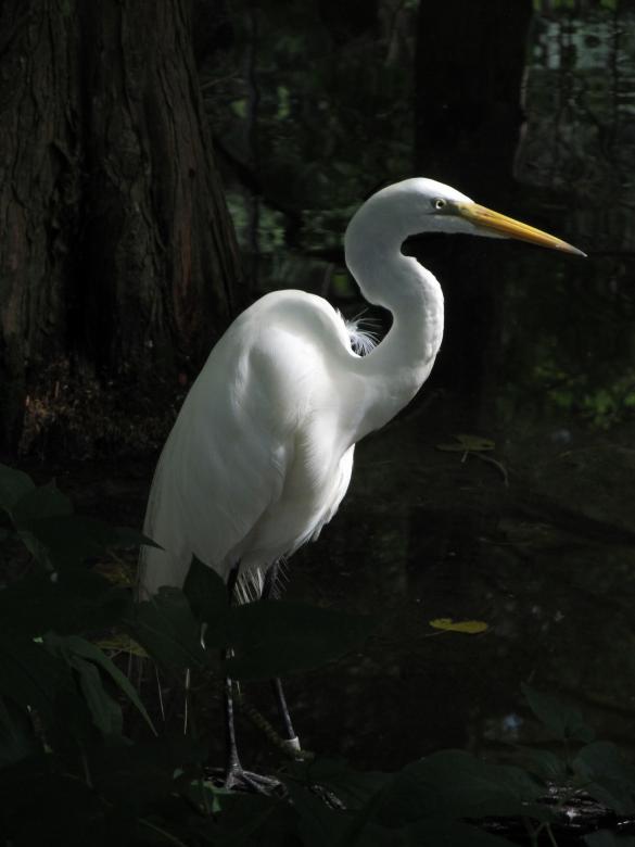 Free stock image of Great Egret created by Pixabay