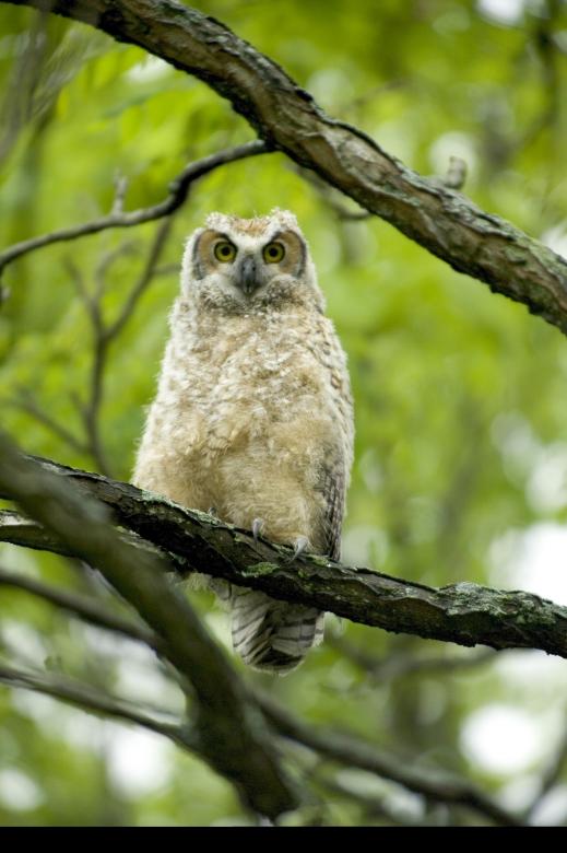 Free stock image of Great Horned Owl created by Pixabay