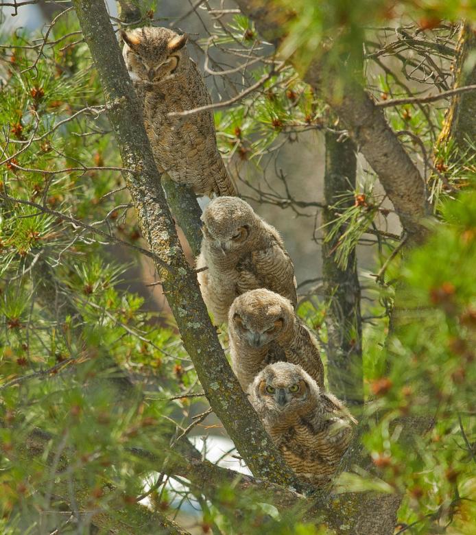 Free stock image of Great Horned Owls created by Pixabay