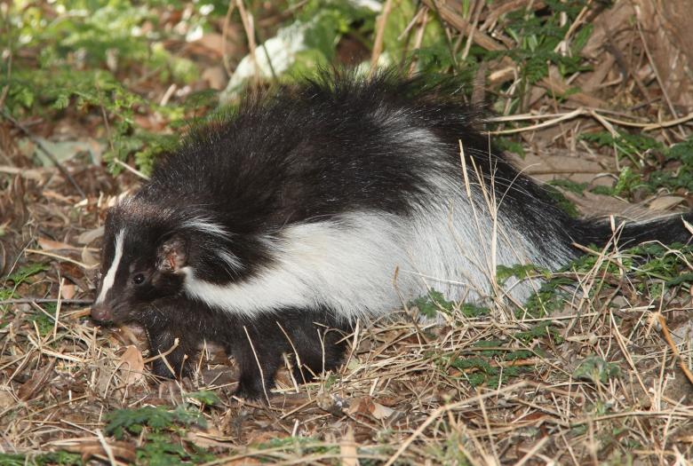 Free stock image of Hooded Skunk created by Pixabay