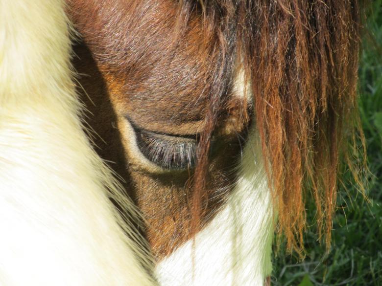 Free stock image of Wild Horse created by Pixabay