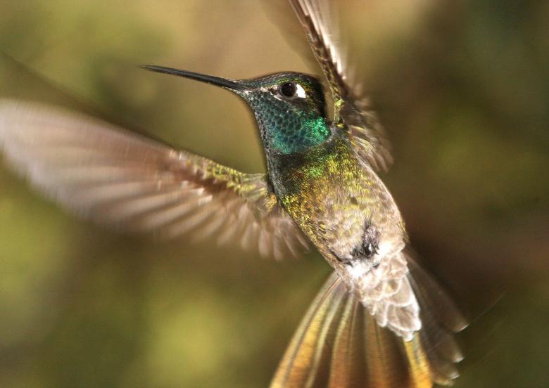 Free stock image of Hummingbird Flying created by Pixabay