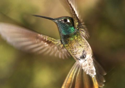 Hummingbird Flying - Free Stock Photo