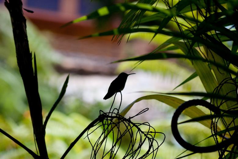 Free stock image of Hummingbird on the Branch created by Pixabay