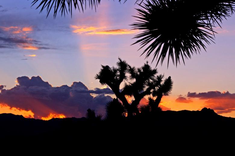 Free stock image of Joshua Trees created by Pixabay