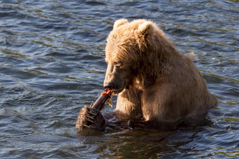 Free stock image of Kodiak Brown Bear created by Pixabay