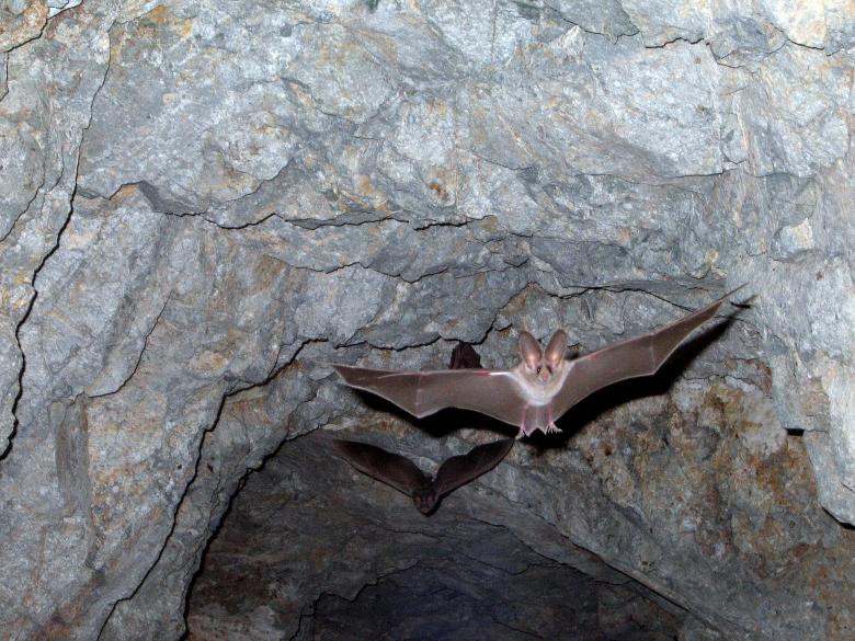 Free stock image of Leaf Nosed Bats created by Pixabay