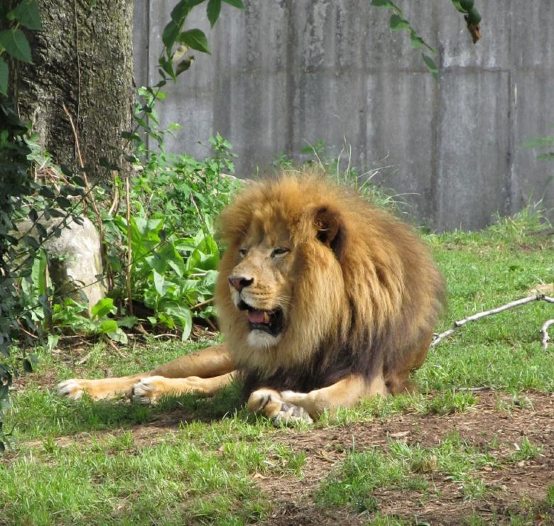 Free stock image of King of the Jungle created by Pixabay