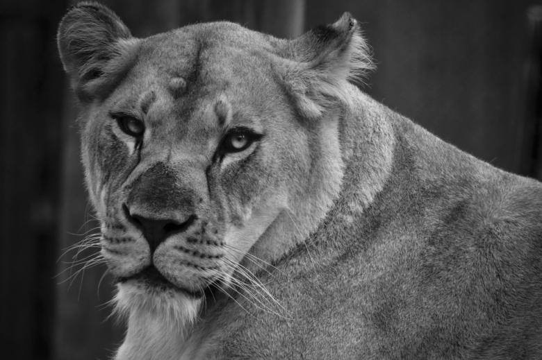 Free stock image of Wild Lioness created by Pixabay