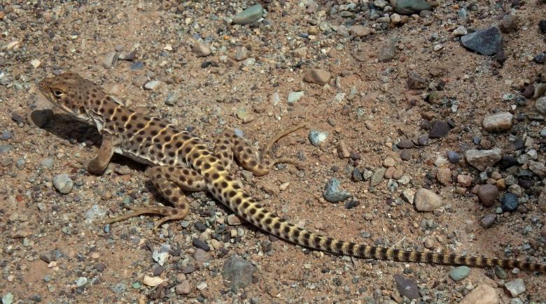 Free stock image of Spotted Lizard created by Pixabay
