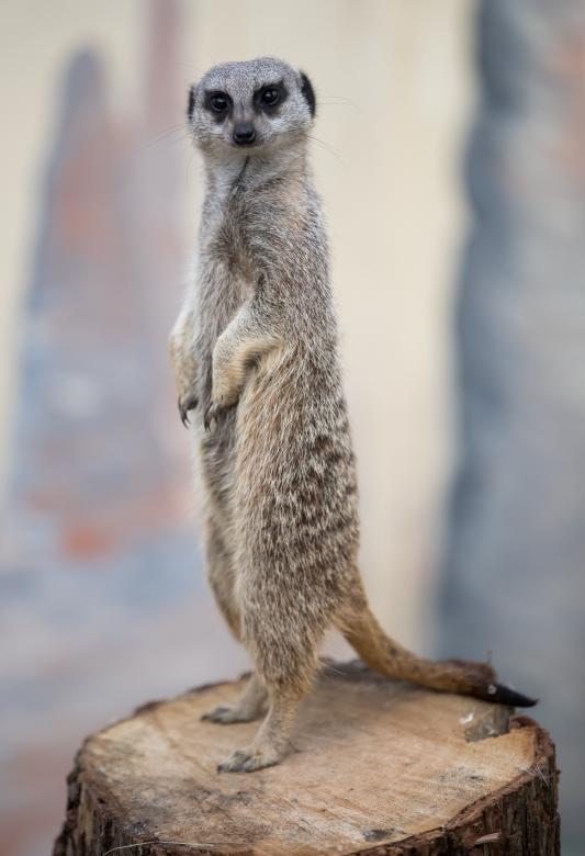Free stock image of Wild Meerkat created by Pixabay