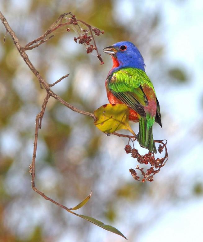 Free stock image of Painted Bunting created by Pixabay