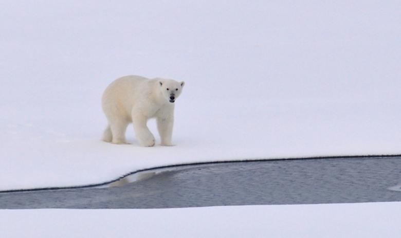 Free stock image of Polar Bear created by Pixabay