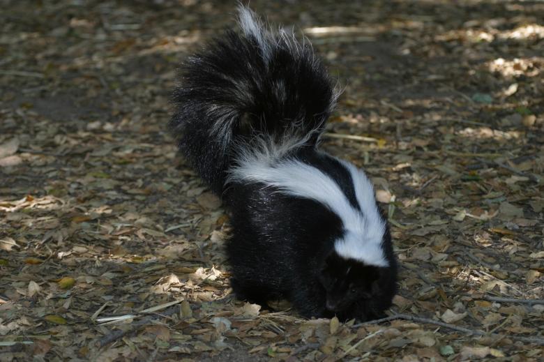 Free stock image of Black Skunk created by Pixabay