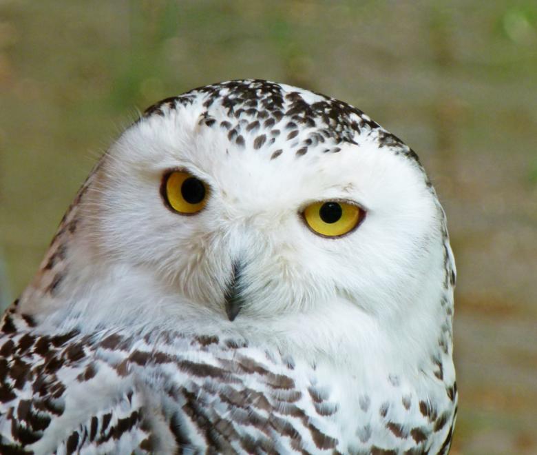 Free stock image of Snowy Owl created by Pixabay