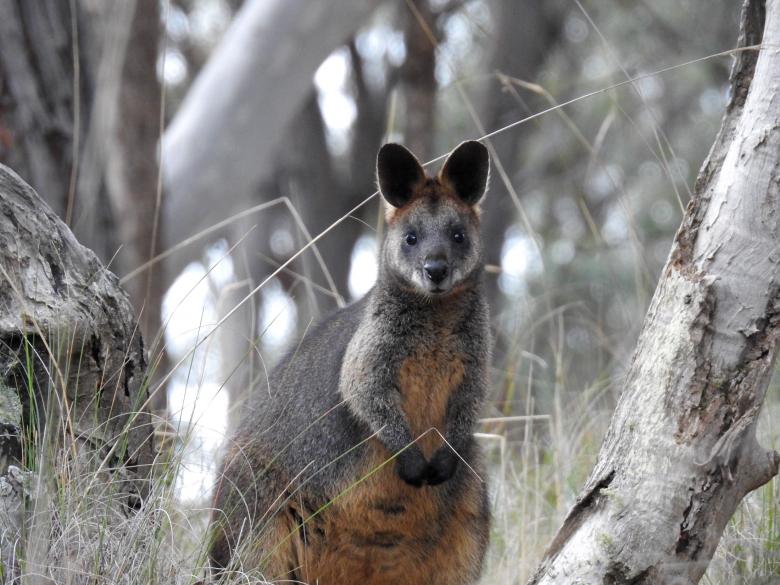Free stock image of Swamp Wallaby created by Pixabay
