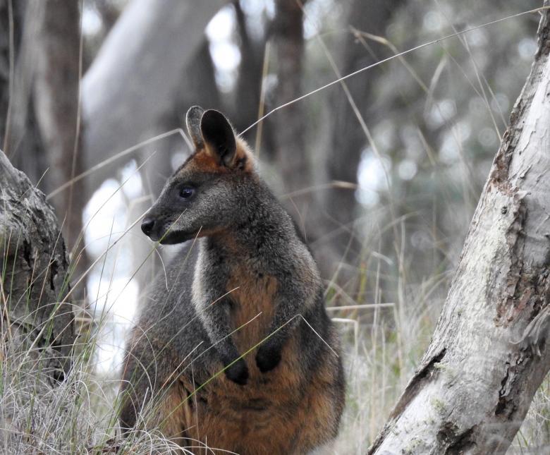 Free stock image of Swamp Wallaby created by Pixabay