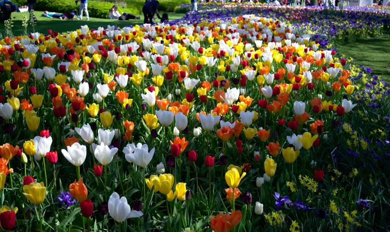 Free stock image of Fresh Tulip Flowers created by Pixabay