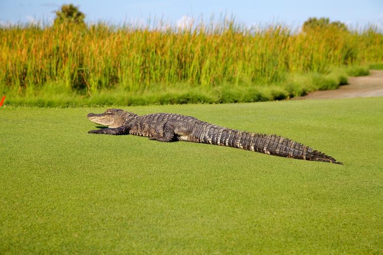 Free stock image of Alligator on Course created by Pixabay