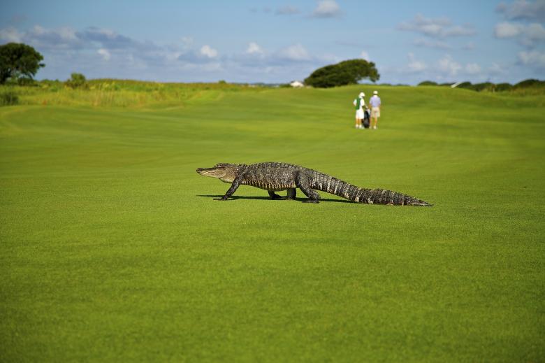 Free stock image of Alligator on Course created by Pixabay
