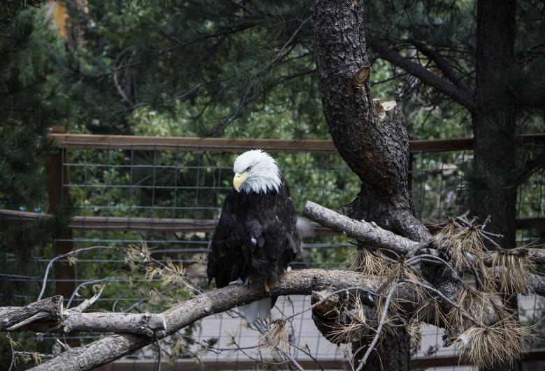 Free stock image of Bald Eagle created by Pixabay