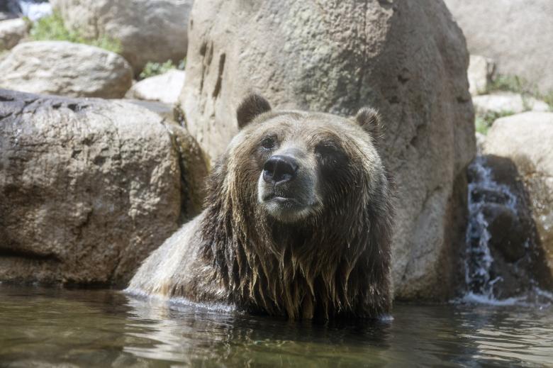 Free stock image of Bear Bathing created by Pixabay