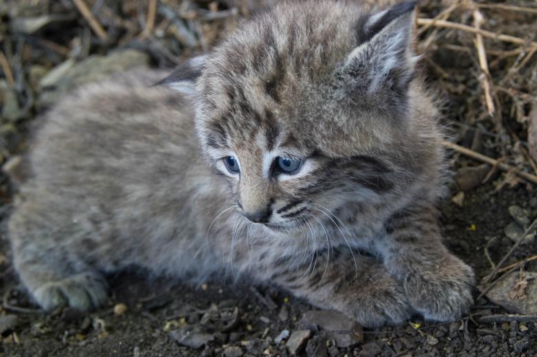 Free stock image of Bobcat created by Pixabay
