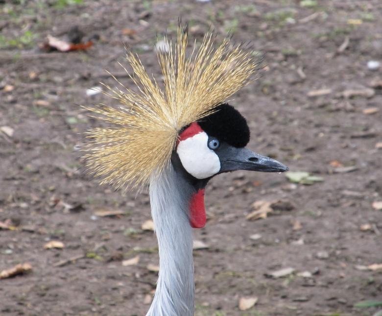Free stock image of Crowned Crane created by Pixabay