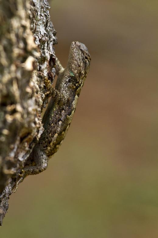 Free stock image of Eastern Fence Lizard created by Pixabay