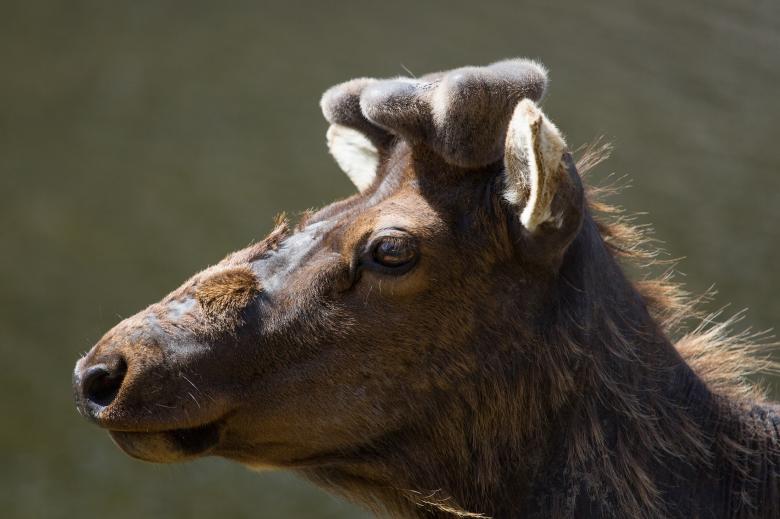 Free stock image of Wild Elk created by Pixabay