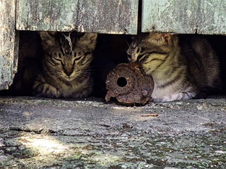 Free stock image of Feral Cats created by Pixabay