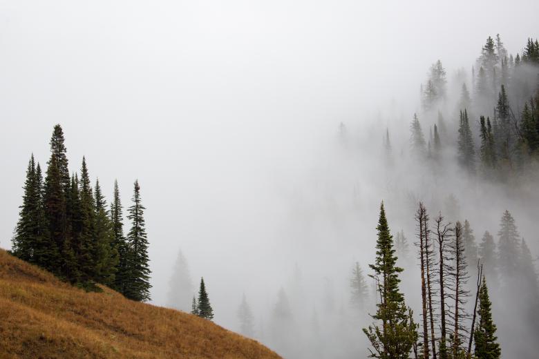 Free stock image of Foggy Forest created by Pixabay